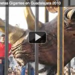 La pequeña gigante llega a Guadalajara: